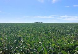 El verano seco pasa factura al corazón agrícola: la región núcleo pierde más de 1 millón de toneladas de soja