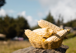 El viaje al corazón de la milpa: por qué el maíz de colores es un tesoro genético que estamos a punto de perder