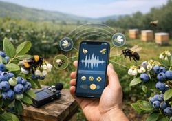 El zumbido que alimenta los huertos: app chilena identifica abejas nativas para mejorar la polinización
