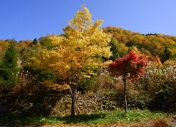 La plantación masiva de árboles ha modificado el ciclo del agua en China: unos científicos explican cómo es posible