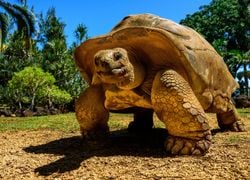 O que torna esta tartaruga gigante das Galápagos única no mundo?