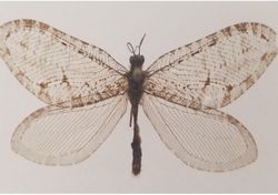 Encuentran en la pared de un mercado un insecto gigante de la era Jurásica