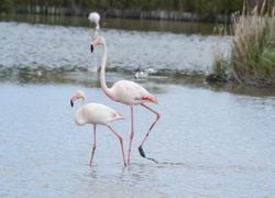 Environnement : l'année 2025 a quand même donné des raisons de se réjouir pour la planète, voici lesquelles !