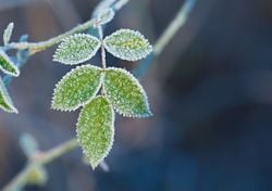 Erst 35 Grad, jetzt Frost: So spät hat es das selten gegeben – diese Regionen erwischt es eiskalt