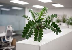 Es casi indestructible, purifica el aire y sobrevive al invierno: los secretos de la planta favorita de los argentinos