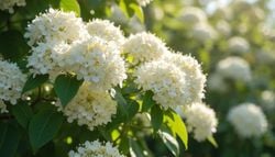 Es tendencia: el arbusto que conquista jardines y balcones con sus flores enormes y llenas de perfume