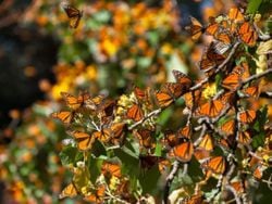 ¿Está cambiando la migración de la mariposa Monarca? El riesgo climático que condiciona su partida