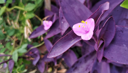 Esta planta de hojas moradas puede dar color a tu casa en octubre y se multiplica fácilmente por esquejes