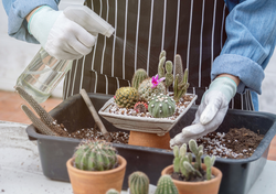 You’re Killing Your Cactus: The 3 Fatal Mistakes You Make When Caring for the Desert’s Most Resilient Plant