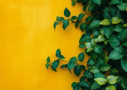 Estas plantas trepadoras pueden dañar tus paredes: cuáles sí conviene plantar para crear un muro verde