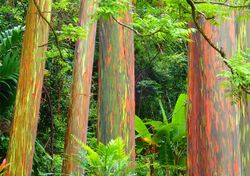 Eucalipto arcoíris: la especie de eucalipto más colorida en el mundo