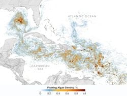 Evaluando el Gran Cinturón de Sargazo del Atlántico Norte con su nuevo récord en extensión en 2026