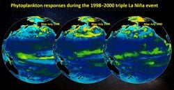 Un estudio revela el papel oculto del fitoplancton en la evolución de La Niña a lo largo de varios años