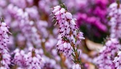 Flores cuando más las necesitan: cómo crear un pequeño jardín para abejas y otros polinizadores urbanos