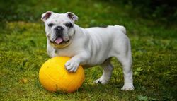 France : des destinations pet-friendly à connaître pour les propriétaires d’animaux de compagnie