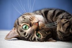 Cats, hidden powers and ‘invisible’ senses: why they live in a world we cannot perceive