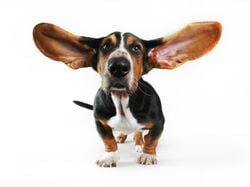 Long, Longer, Longest: How Genetics Shapes Dogs’ Floppy Ears