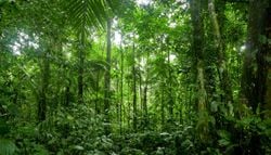 Gezieltes Geoengineering könnte den Regenwald langfristig schützen