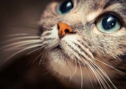 Gran fiesta gatuna en CDMX: este 9 de agosto vive el GatoFest, un evento familiar y altruista para ayudar