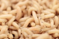 Te decimos cómo identificarlo y cómo cuidar a tu mascota de este parásito