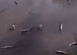 Des poissons tombent du ciel en Iran ! Comment est-ce possible ?