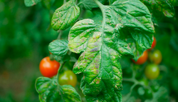 Yellow leaves on your tomato plants? What it means when leaves lose their colour and how to fix it as soon as possible