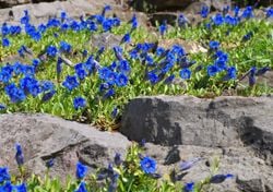 I fiori delle Dolomiti: gioielli colorati che sbocciano sulla roccia