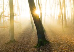 I misteri irrisolti della foresta di Hoia Baciu, sede dei principali fenomeni paranormali registrati in Europa