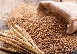 Il piccolo campo di grano che si semina al buio per portare luce e fortuna: il rito di Santa Lucia che puoi fare a casa