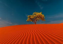 Incredibile scoperta, nel Sahara crescono più alberi del previsto