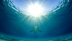 Insolite : comment des requins peuvent-ils améliorer les prévisions océaniques ?