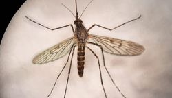 Islandia pierde su último privilegio: los mosquitos llegan al único rincón del Ártico que resistía
