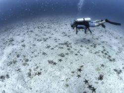 El Mar Cortés, el lugar que Jacques Cousteau bautizó como el acuario del mundo