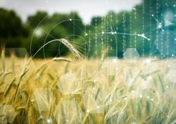 L’impatto ambientale dei cibi di largo consumo: uno studio rivela gli equivoci più frequenti