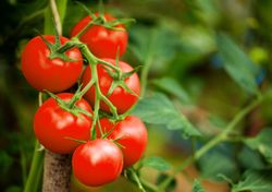 Injerto de tomates: la técnica que utilizan los jardineros expertos para cultivar plantas más fuertes y productivas