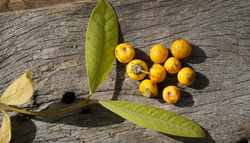 La fruta tropical que puedes cultivar en casa: el nanche en maceta que da cosecha en verano
