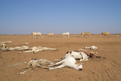 La gran sequía y la hambruna olvidadas en el Cuerno de África