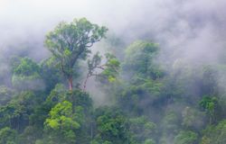 La interrelación bosques-lluvia