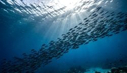 La mer se réchauffe, les poissons se déplacent...mais pas tous : notre alimentation peut-elle suivre ?