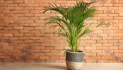 La planta tropical que parece un humidificador natural: cómo cuidar la palma areca en maceta