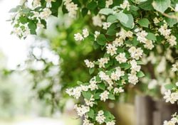 Las 6 plantas que huelen de noche y convertirán tu casa en un espectáculo esta primavera