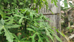 Las 6 recomendaciones de cómo cuidar la chaya, la planta maya que puedes cultivar en casa