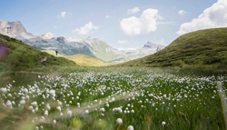 “Os topos das montanhas estão ficando verdes”: o que a expansão da flora nas altitudes revela sobre o clima