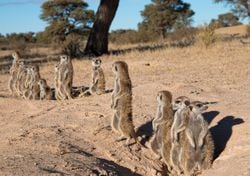 Sonidos suaves, vínculos fuertes: cómo las suricatas usan sus llamadas para fortalecer su orden social