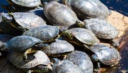 Les tortues de Floride, classées toxiques et envahissantes, ont envahi les rivières françaises