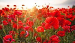 Lindísima amapola: guía fácil para cultivar amapolas en tierra o maceta y sumar su exquisita belleza a tu jardín