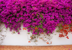 Lo que crees que son flores no lo son: el engaño colorido de la Bugambilia para sobrevivir