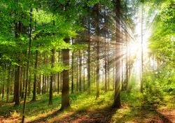 Los bosques, el “aire acondicionado” natural del planeta, tienen su día internacional: el 21 de marzo