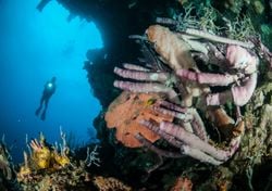 Los huracanes severos aumentan la afluencia de la esponja de tubo que nutren los arrecife de coral