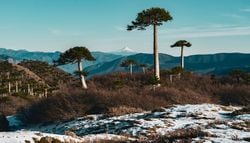 Los mejores parques nacionales de Chile para visitar en septiembre: de montañas nevadas a senderos en el desierto